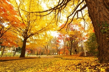 10月の紅葉.jpg