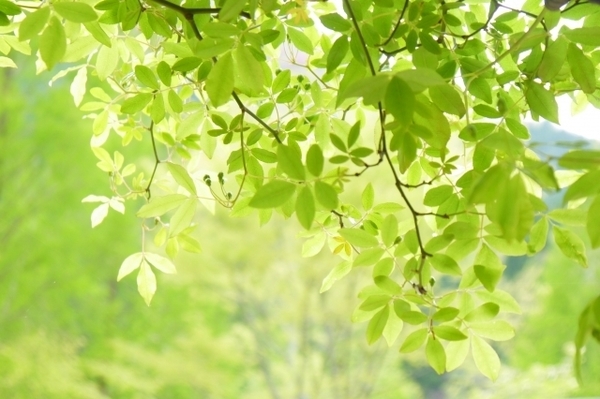 4月の緑.jpg